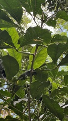 Melicope semecarpifolia