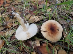 Lepiota spheniscispora