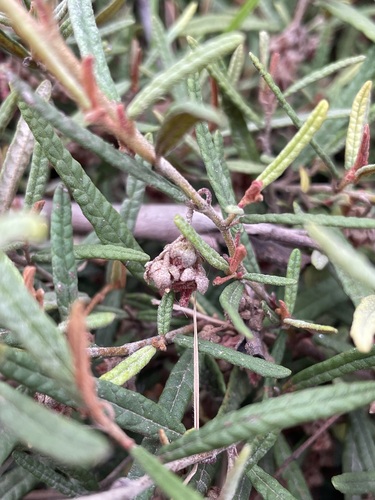 Image of Lasiopetalum micranthum by (c) Matt Berger, some rights reserved (CC BY)