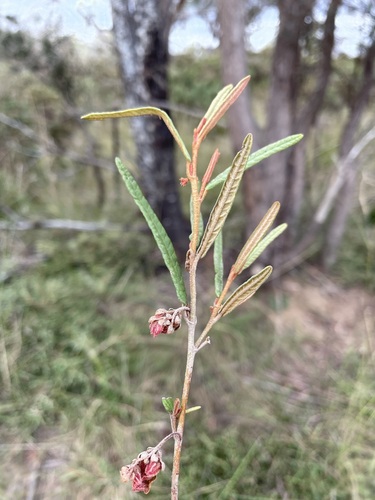 Image of Lasiopetalum micranthum by (c) Matt Berger, some rights reserved (CC BY)