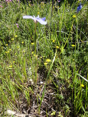 Moraea calcicola