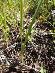 Moraea calcicola