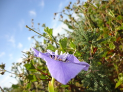 Moraea calcicola