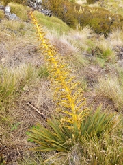 Aciphylla