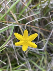 Hypoxis hygrometrica