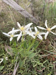Clematis gentianoides