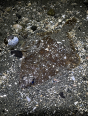 Lepidopsetta bilineata