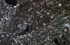 Lepidopsetta bilineata