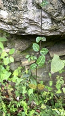 Trachelospermum asiaticum