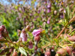 Hermannia heterophylla