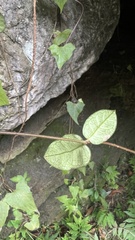 Trachelospermum asiaticum