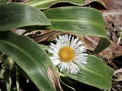 Celmisia verbascifolia