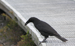 Strepera fuliginosa
