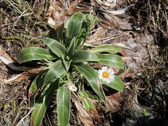 Celmisia verbascifolia
