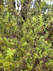 Leptecophylla juniperina