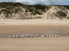 Chroicocephalus novaehollandiae novaehollandiae
