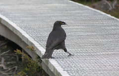 Strepera fuliginosa