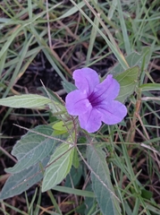Ruellia nudiflora
