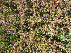 Hermannia heterophylla