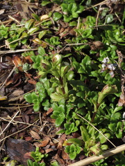 Ourisia caespitosa