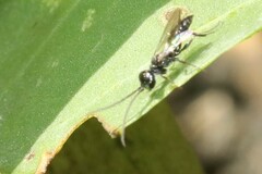 Dolichurus