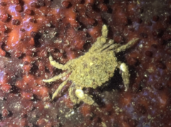 Lophopanopeus bellus