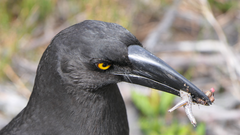 Strepera fuliginosa