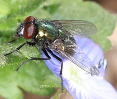 Neomyia cornicina