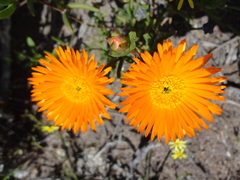 Lampranthus aureus