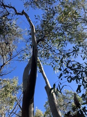 Eucalyptus dwyeri