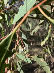Eucalyptus dwyeri