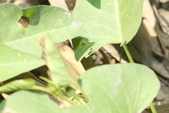 Dolichurus
