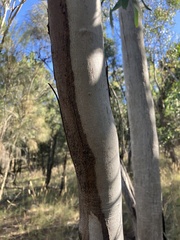 Eucalyptus dwyeri