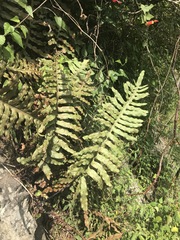 Phlebodium pseudoaureum