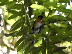 Symposiachrus trivirgatus