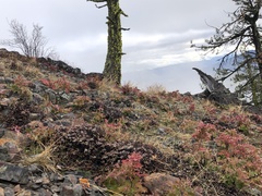 Eriogonum umbellatum