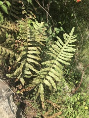 Phlebodium pseudoaureum