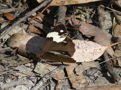 Heteronympha mirifica