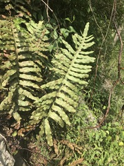 Phlebodium pseudoaureum