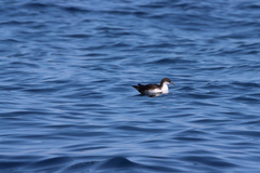 Puffinus subalaris