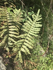 Phlebodium pseudoaureum