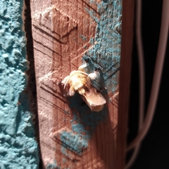 Zygaenoidea