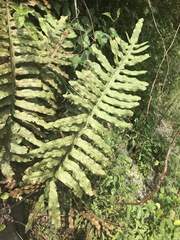 Phlebodium pseudoaureum