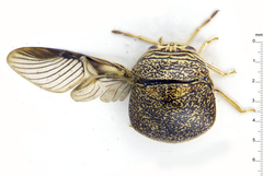 Plataspidae