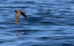 Hydrobates microsoma