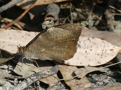 Heteronympha mirifica