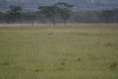 Lupulella mesomelas schmidti