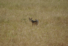 Lupulella mesomelas schmidti