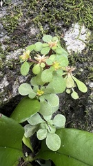 Sedum actinocarpum