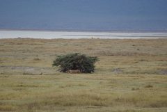 Lupulella mesomelas schmidti